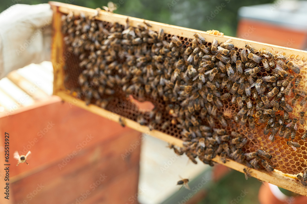 Close-up of honey bees swarming on honeycomb frame Close-up of honey bees swarming on honeycomb frame