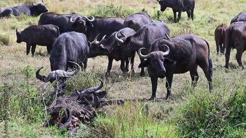 Herd of wild African buffaloes says goodbye to their close relative who died from lions. Kenya, Africa
