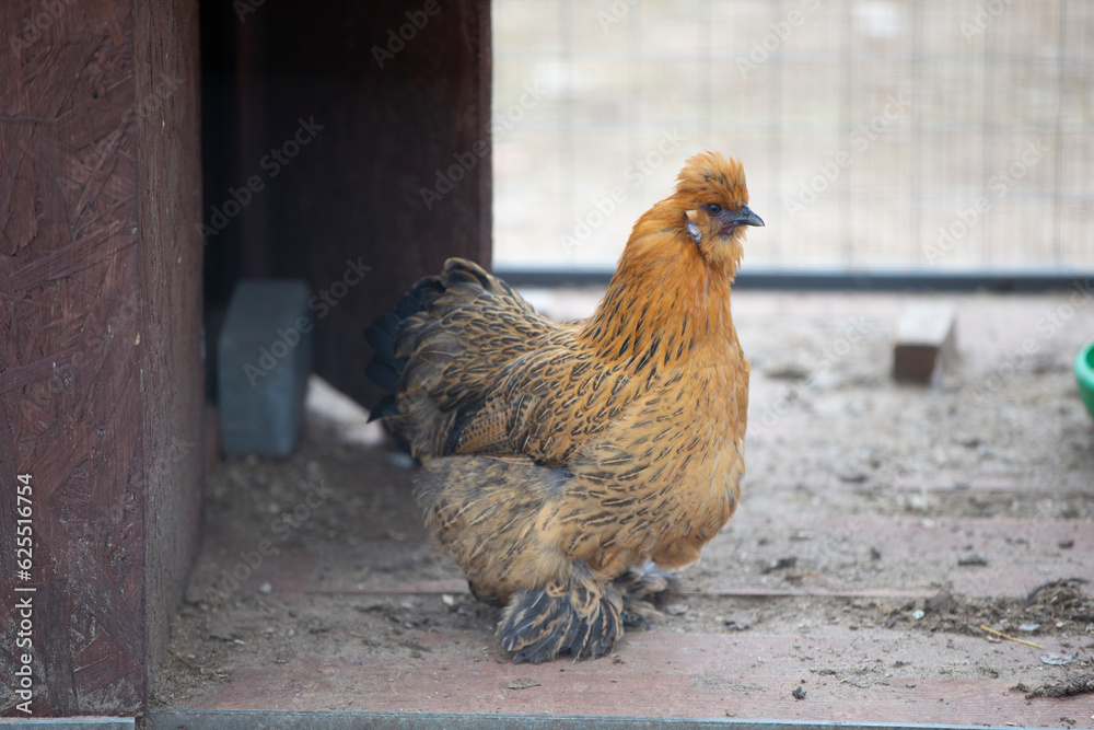 Fototapeta premium A chicken of the Lacedanzi breed sits in an aviary and is bored.