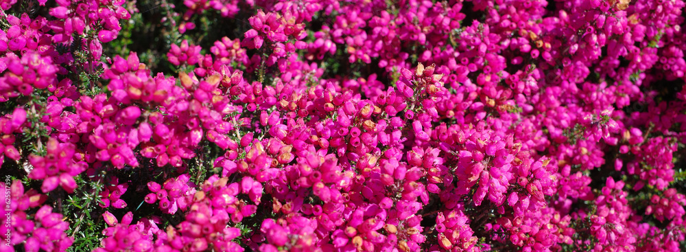 Erica cinerea Rote Rosita has numerous magenta flowers in summer