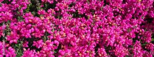 Erica cinerea Rote Rosita has numerous magenta flowers in summer photo