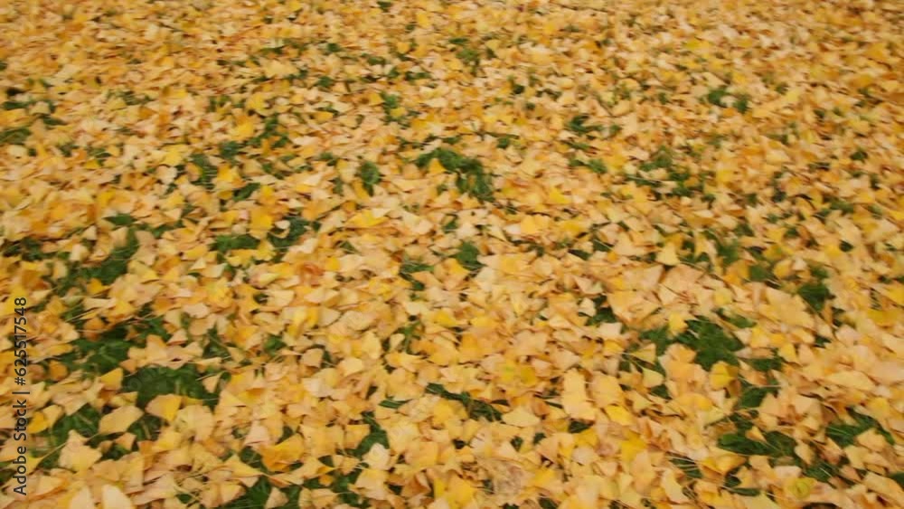 Panoramic shot to the right and to the left of mantle of autumnal fallen yellow leaves of the Ginkgo Biloba tree - 2 cuts Panoramic shot to the right and to the left of mantle of autumnal fallen yellow leaves of the Ginkgo Biloba tree - 2 cuts