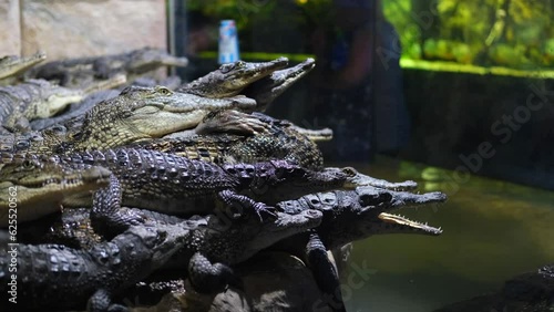 Lots of crocodiles in the aquarium.