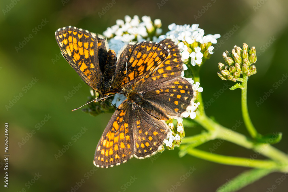 Obraz premium Wachtelweizen-Scheckenfalter (Melitaea athalia) zur Paarungszeit