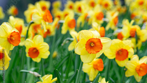 flower, spring, nature, yellow, garden, daffodil, flowers, orange, plant, narcissus, blossom, daffodils, summer, flora, field, beauty, bloom, petal, tulip, floral, petals, marigold, blooming, tulips, 
