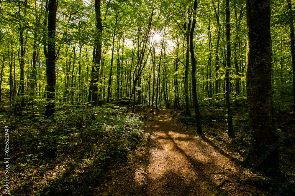 Obraz premium Spring sunrise in La Fageda D En Jorda Forest, La Garrotxa, Spai