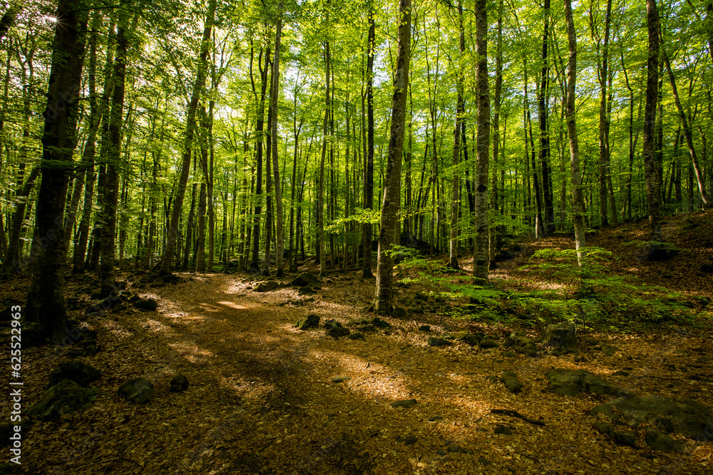 Spring sunrise in La Fageda D En Jorda Forest, La Garrotxa, Spai