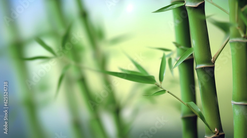 Bamboo tree in a park