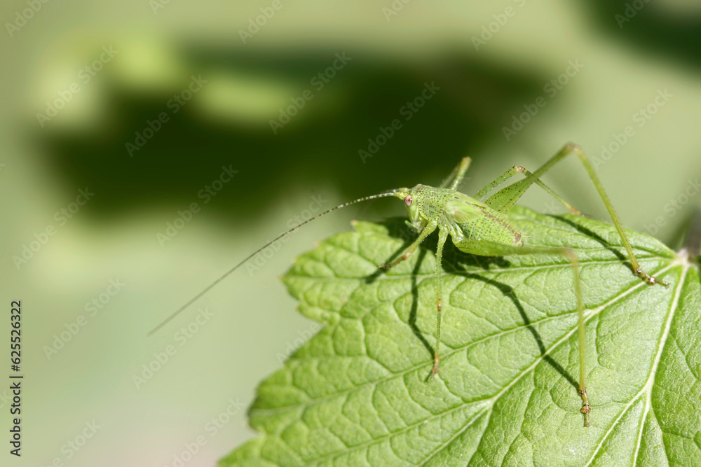 Green grasshopper sitting on plant Green grasshopper sitting on plant