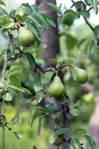 Yellow pears on summer tree