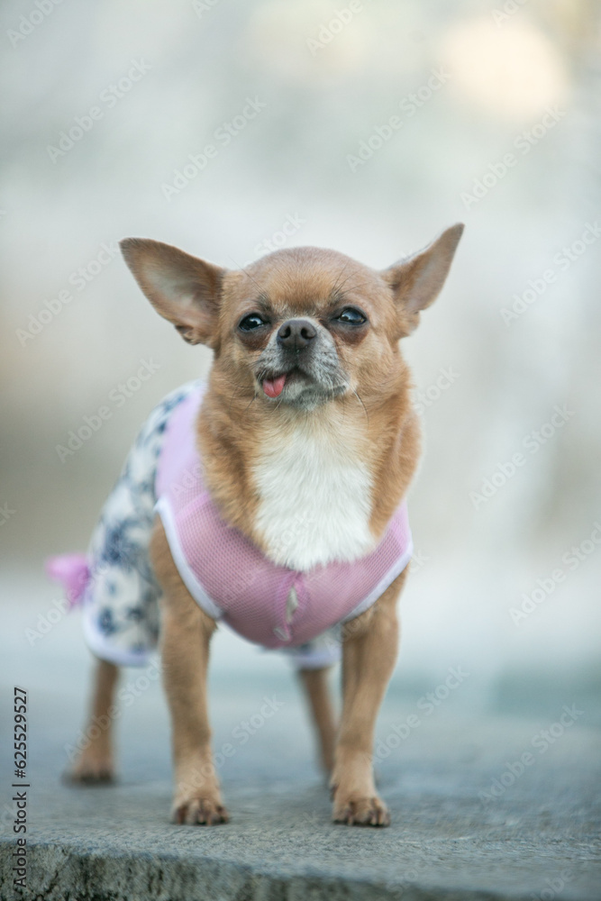 chihuahua puppy with ribbon