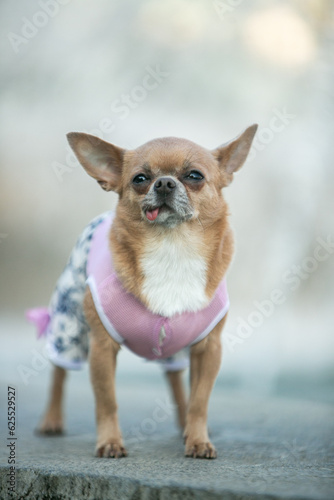 chihuahua puppy with ribbon