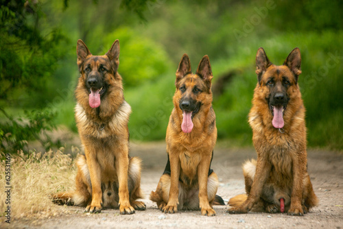 group of german shepherd dogs