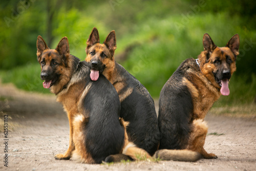 group of german shepherd dogs