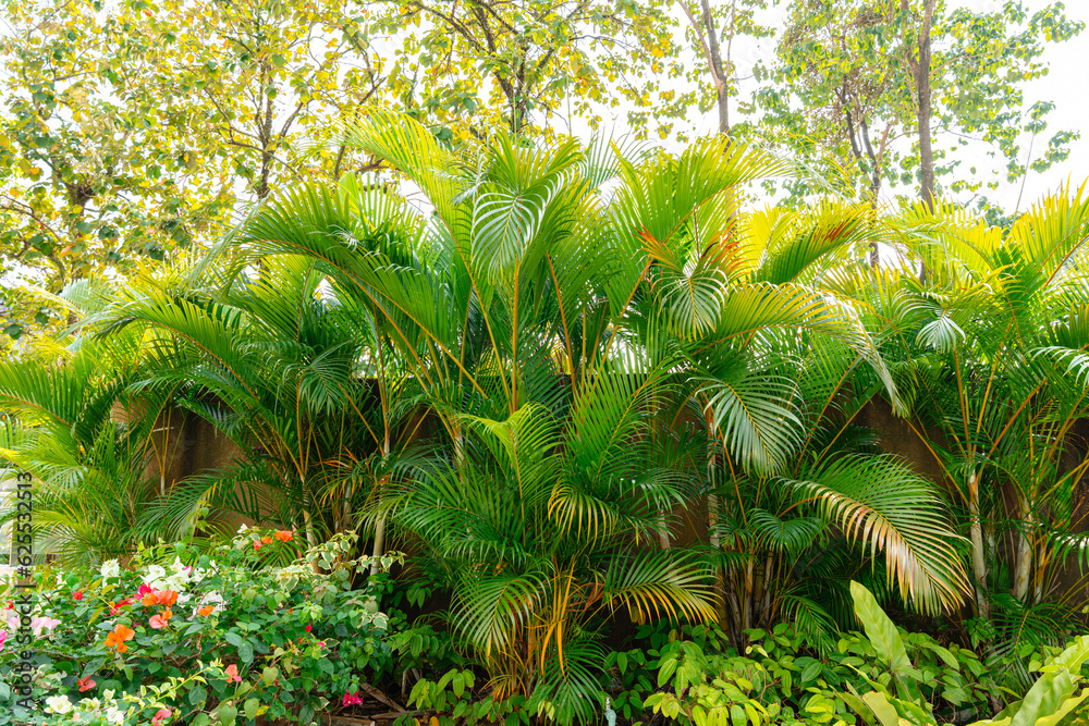 Φωτογραφία Areca Palm Trees