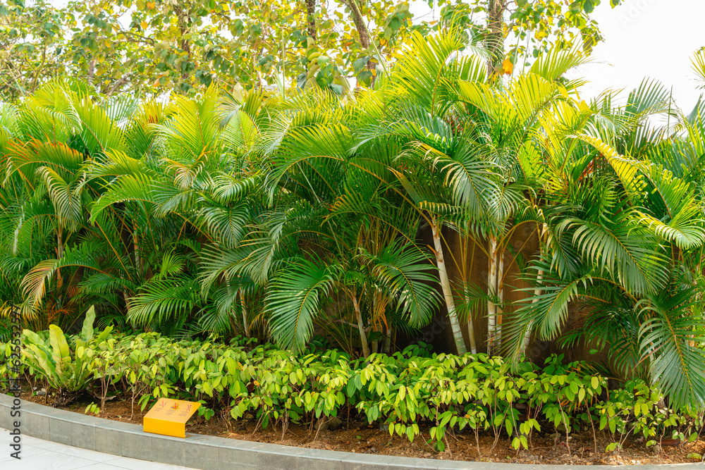 Areca Palm Trees. Tropical gardens with luxuriant dypsis lutescens or
