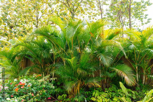 Areca Palm Trees. Tropical gardens with luxuriant dypsis lutescens or golden cane palm trees also known as areca palms. photo