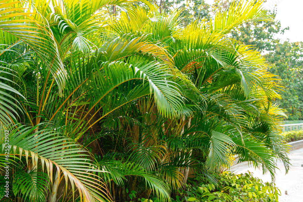 Areca Palm Trees. Tropical gardens with luxuriant dypsis lutescens or golden cane palm trees also known as areca palms. Areca Palm Trees. Tropical gardens with luxuriant dypsis lutescens or golden cane palm trees also known as areca palms.