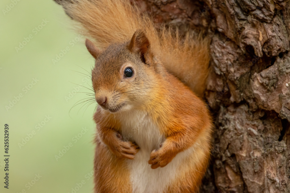 Beautiful little scottish red squirrel in the woodland Beautiful little scottish red squirrel in the woodland