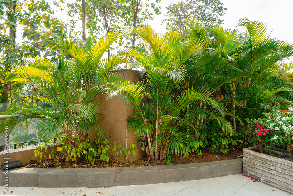 Areca Palm Trees. Tropical gardens with luxuriant dypsis lutescens or ...