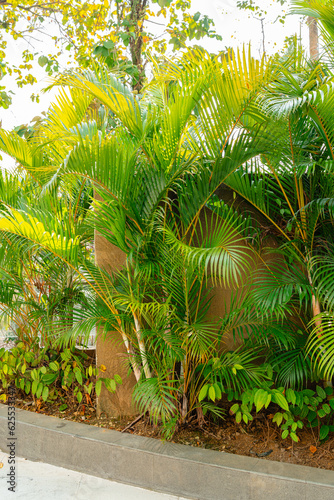 Areca Palm Trees. Tropical gardens with luxuriant dypsis lutescens or golden cane palm trees also known as areca palms.