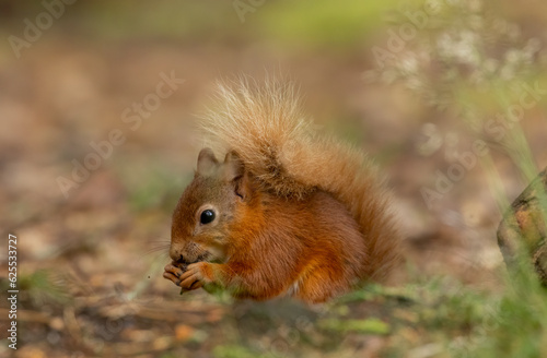 Beautiful little scottish red squirrel in the woodland