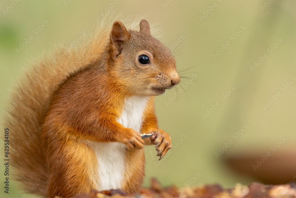 Beautiful little scottish red squirrel in the woodland Beautiful little scottish red squirrel in the woodland