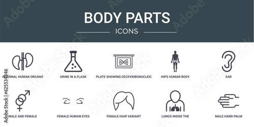 set of 10 outline web body parts icons such as internal human organs couple, urine in a flask for experimentation, plate showing deoxyribonucleic acid structure, hips human body part, ear, male and