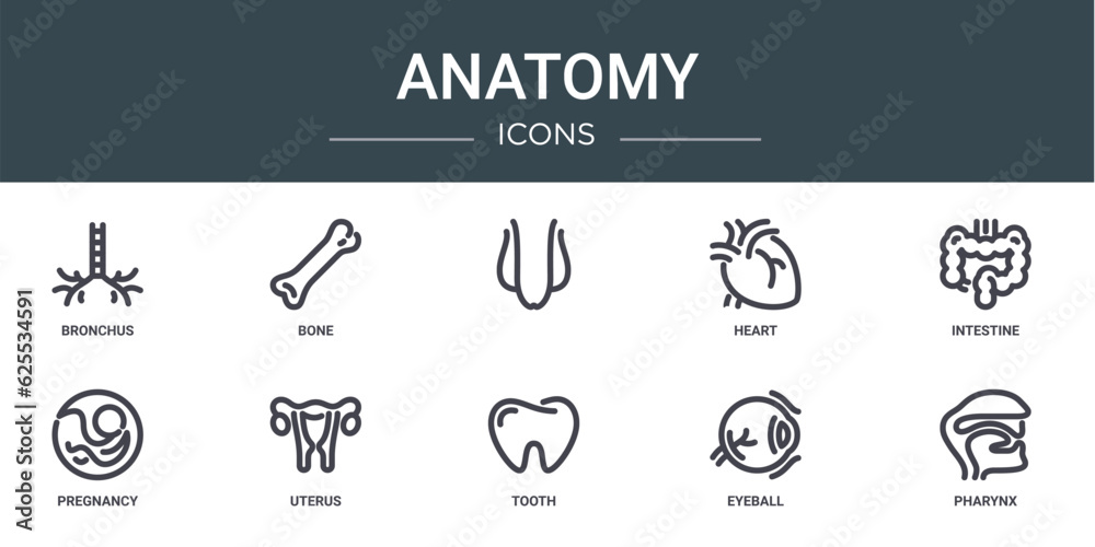 set of 10 outline web anatomy icons such as bronchus, bone, , heart, intestine, pregnancy, uterus vector icons for report, presentation, diagram, web design, mobile app set of 10 outline web anatomy icons such as bronchus, bone, , heart, intestine, pregnancy, uterus vector icons for report, presentation, diagram, web design, mobile app