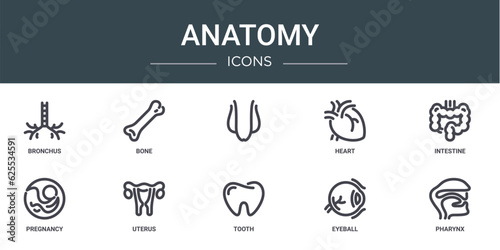 set of 10 outline web anatomy icons such as bronchus, bone, , heart, intestine, pregnancy, uterus vector icons for report, presentation, diagram, web design, mobile app
