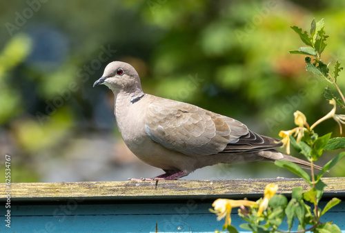 Collared dove bird perched in the sunshine in a garden © Sarah