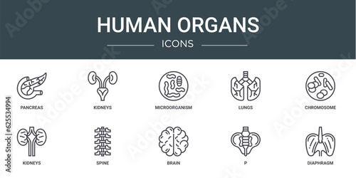 set of 10 outline web human organs icons such as pancreas, kidneys, microorganism, lungs, chromosome, kidneys, spine vector icons for report, presentation, diagram, web design, mobile app