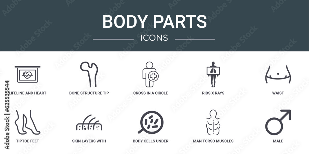 set of 10 outline web body parts icons such as lifeline and heart shape on a graphic, bone structure tip, cross in a circle on a human body, ribs x rays, waist, tiptoe feet, skin layers with hair
