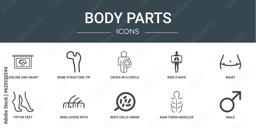 set of 10 outline web body parts icons such as lifeline and heart shape on a graphic, bone structure tip, cross in a circle on a human body, ribs x rays, waist, tiptoe feet, skin layers with hair set of 10 outline web body parts icons such as lifeline and heart shape on a graphic, bone structure tip, cross in a circle on a human body, ribs x rays, waist, tiptoe feet, skin layers with hair