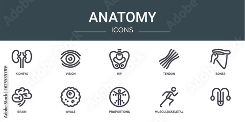 set of 10 outline web anatomy icons such as kidneys, vision, hip, tendon, bones, brain, ovule vector icons for report, presentation, diagram, web design, mobile app