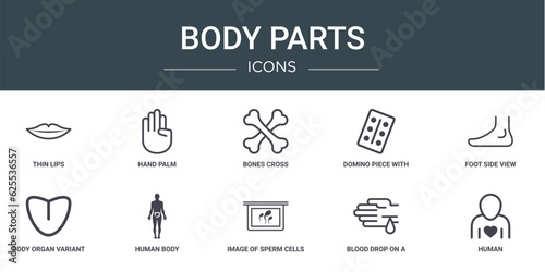 set of 10 outline web body parts icons such as thin lips, hand palm, bones cross, domino piece with six dots, foot side view, body organ variant with line, human body vector icons for report,