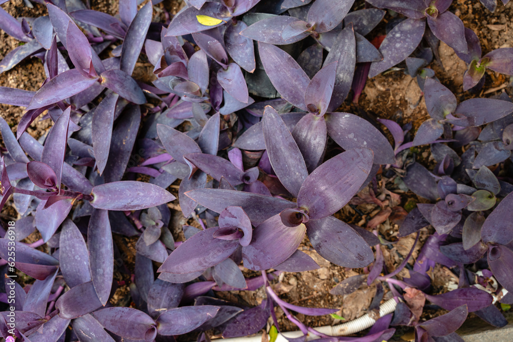 Tradescantia pallida is a species of spiderwort (a genus of New World plants) similar to T. fluminensis and T. zebrina.