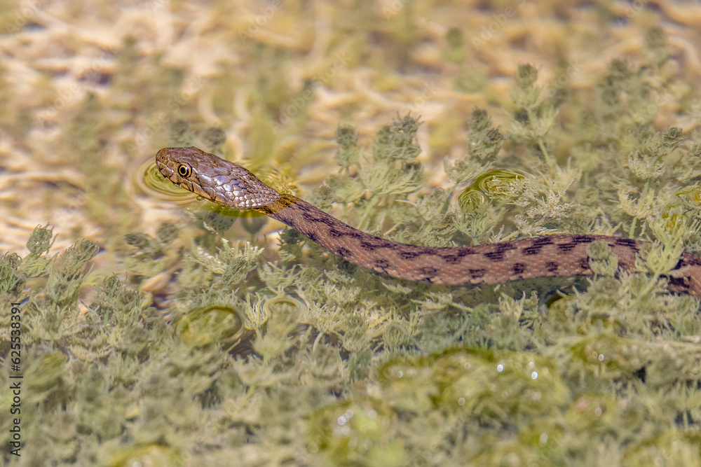 viperine snake swimming in a pond viperine snake swimming in a pond