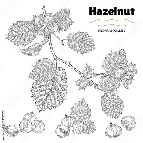 Hazelnut set. Hand drawn Hazel tree branch with ripe nuts and leaves. Vector illustration in vintage style.