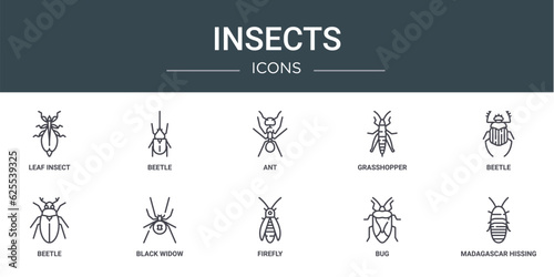 set of 10 outline web insects icons such as leaf insect, beetle, ant, grasshopper, beetle, beetle, black widow vector icons for report, presentation, diagram, web design, mobile app