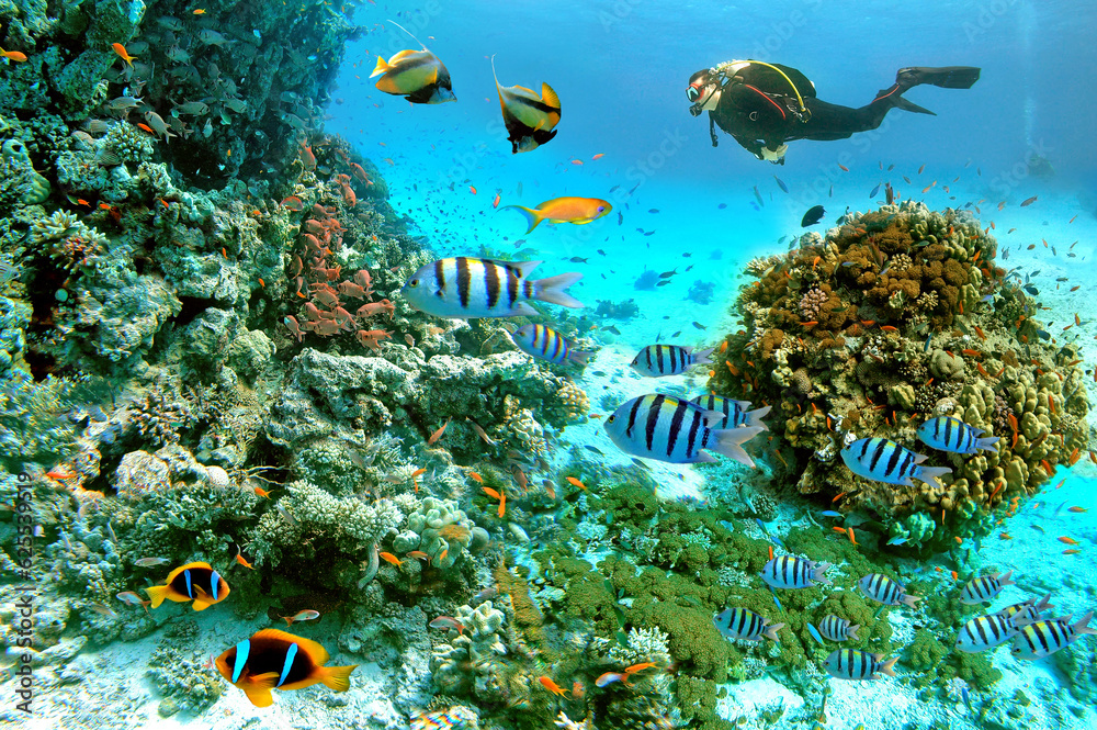 Fototapeta premium Underwater scene with exotic fishes and coral reef of the Red Sea, Clownfish, Bannerfish, Sergeant-major fish, Goldfish and other marine life near Hurghada, Egypt