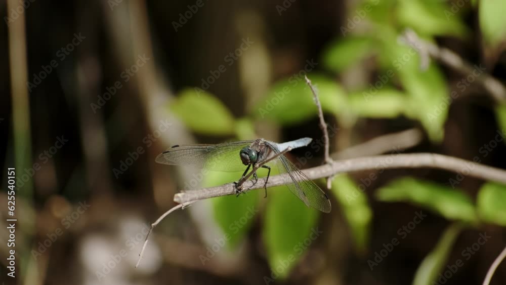 Large dragonfly Darter sits on a stem, Extreme close-up, details of dragonfly wings Large dragonfly Darter sits on a stem, Extreme close-up, details of dragonfly wings