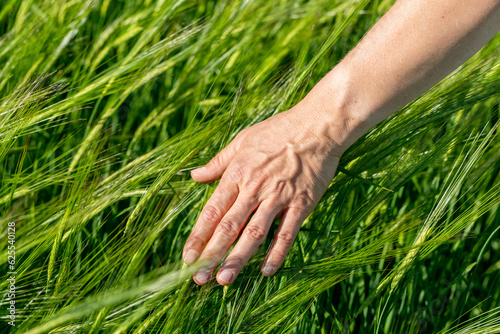 Close-up of Farmer hand holding green wheat ears in the field. Agricultural business.