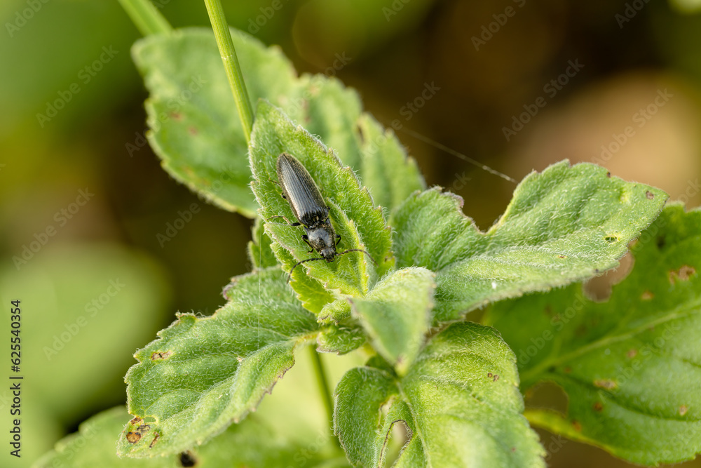 Foto de Beetle crawling on a stalk of grass .Insects are very active ...