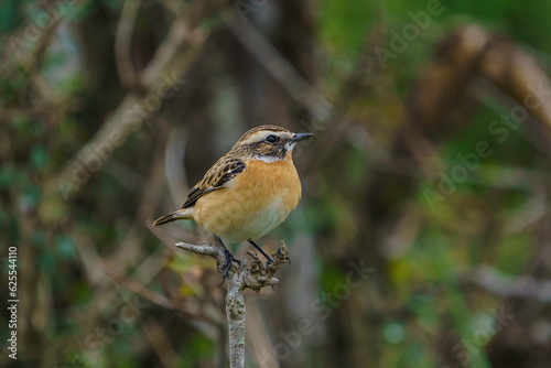 Whinchat (Saxicola rubetra) perched on a tree branch