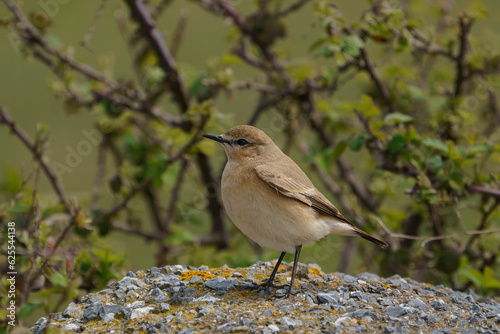 Isabelline Wheatear (Oenanthe isabellina) perched on dirt ground