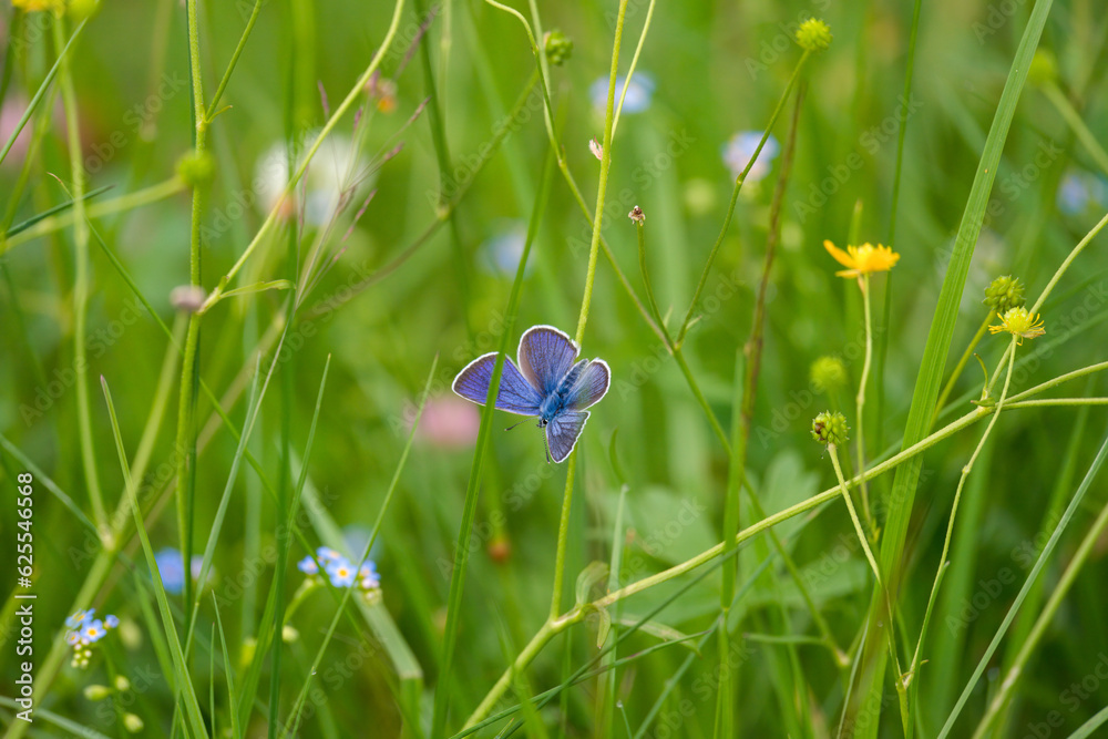 a lycaenidae - butterfly on green grass at a summer morning on the mountains a lycaenidae - butterfly on green grass at a summer morning on the mountains