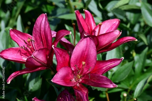 beautiful colorful lily flowers grow in the garden during summer