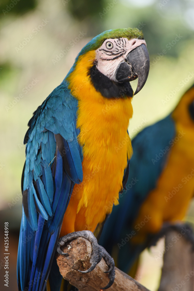 blue and yellow macaw perching