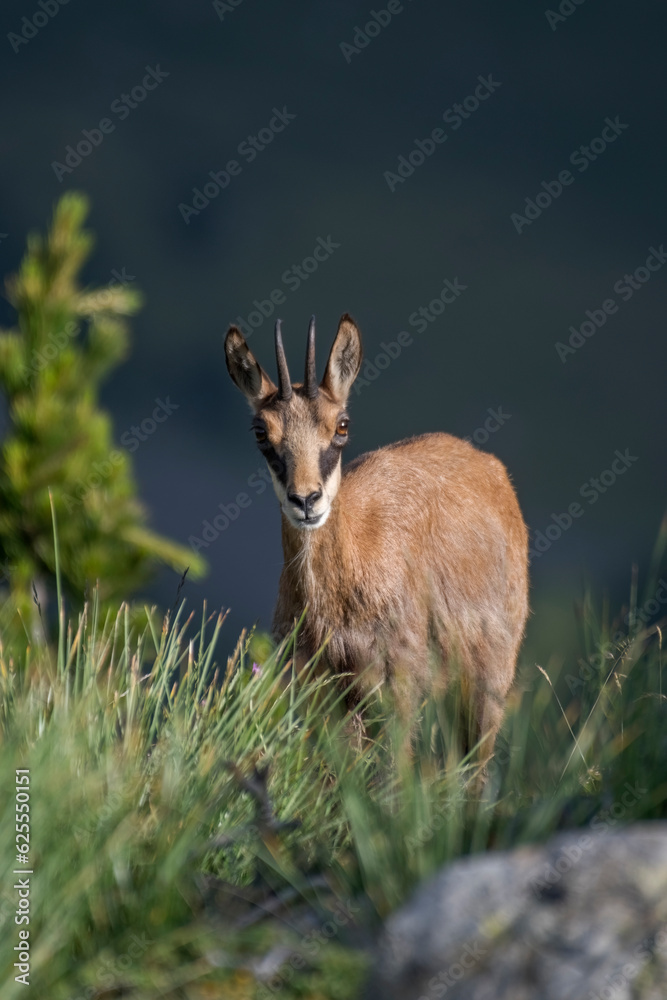 Young summer alpine chamois or wild mountain goat (Rupicapra rupicapra) illuminated by the dawn light in a typical high altitude environment in the Italian Alps.